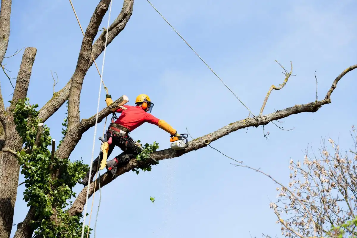 Élagueur encordé qui taille une branche en hauteur