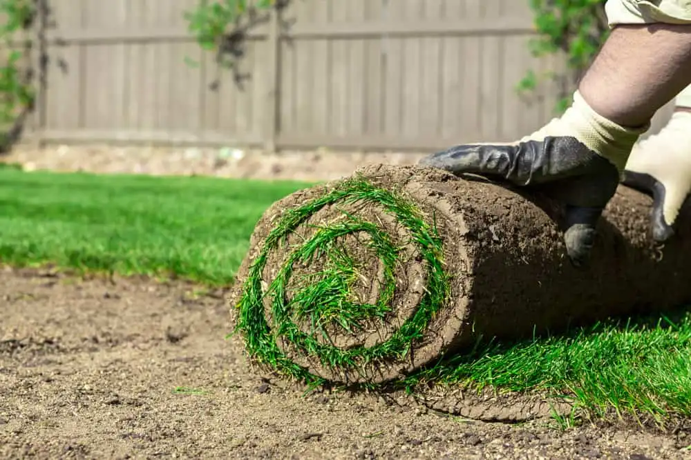 Jardinier déroulant un rouleau de gazon sur une terre préparée