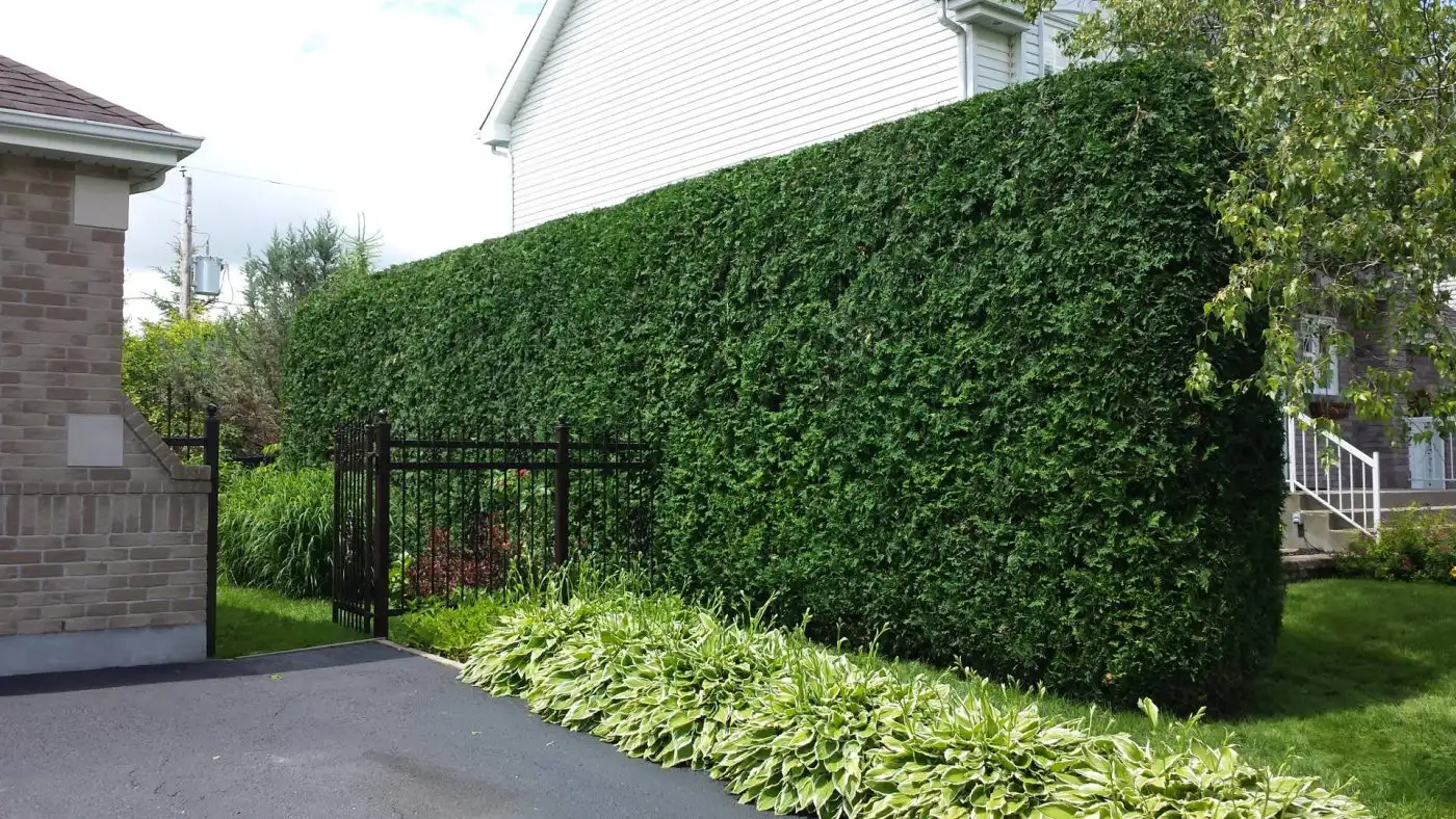 Grande haie de thuyas taillée au cordeau devant une maison